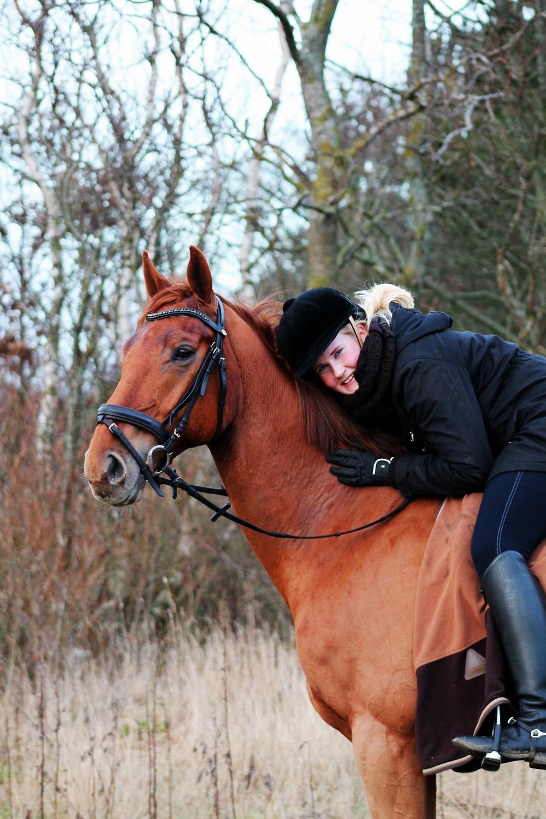 Dansk Varmblod Fjællebroens Excalibur billede 1