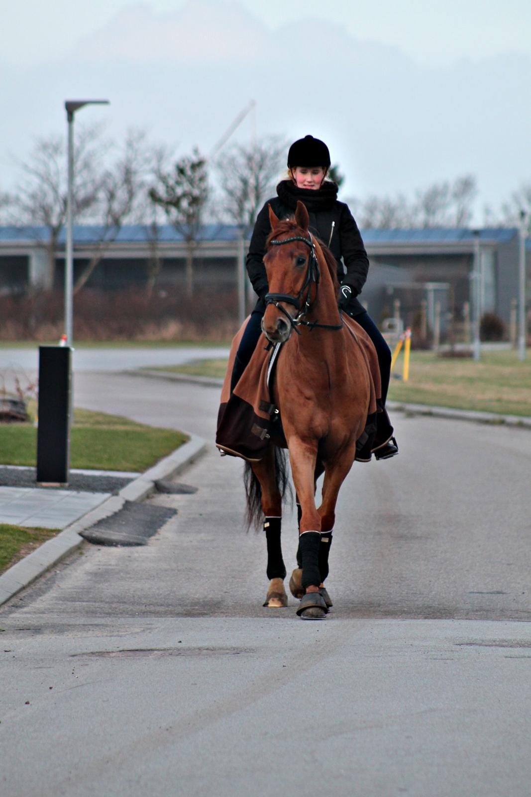 Dansk Varmblod Fjællebroens Excalibur billede 18