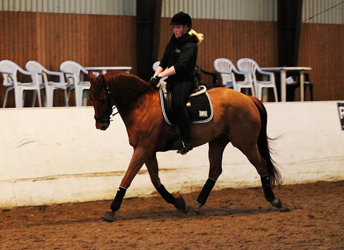 Dansk Varmblod Fjællebroens Excalibur billede 10