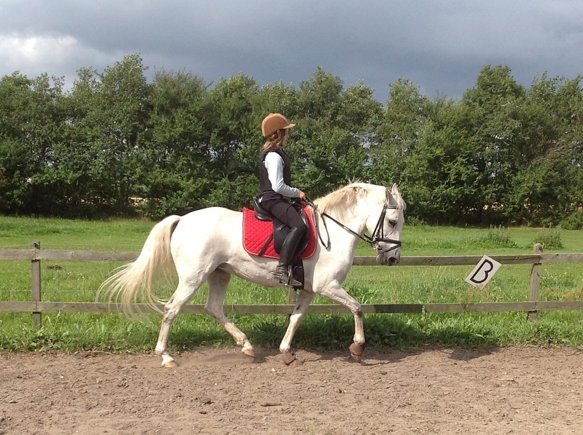 Anden særlig race Spice Girl billede 11