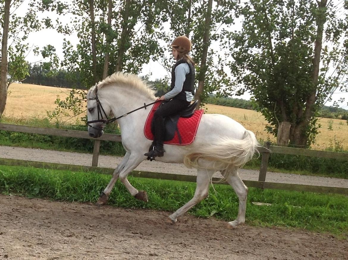 Anden særlig race Spice Girl billede 12