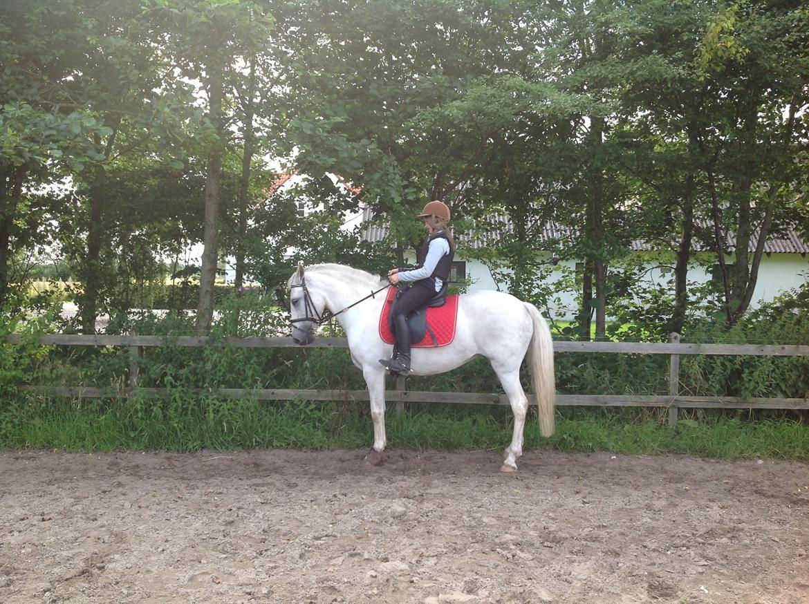 Anden særlig race Spice Girl billede 13