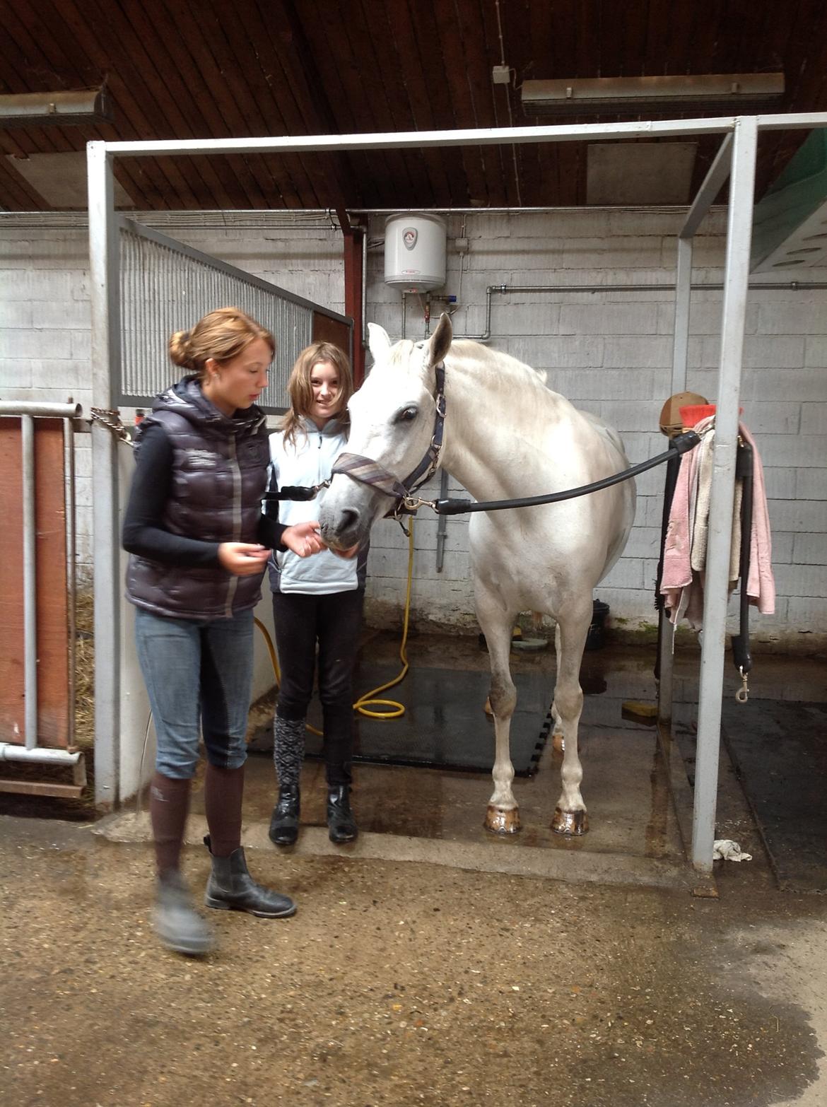 Anden særlig race Spice Girl billede 14