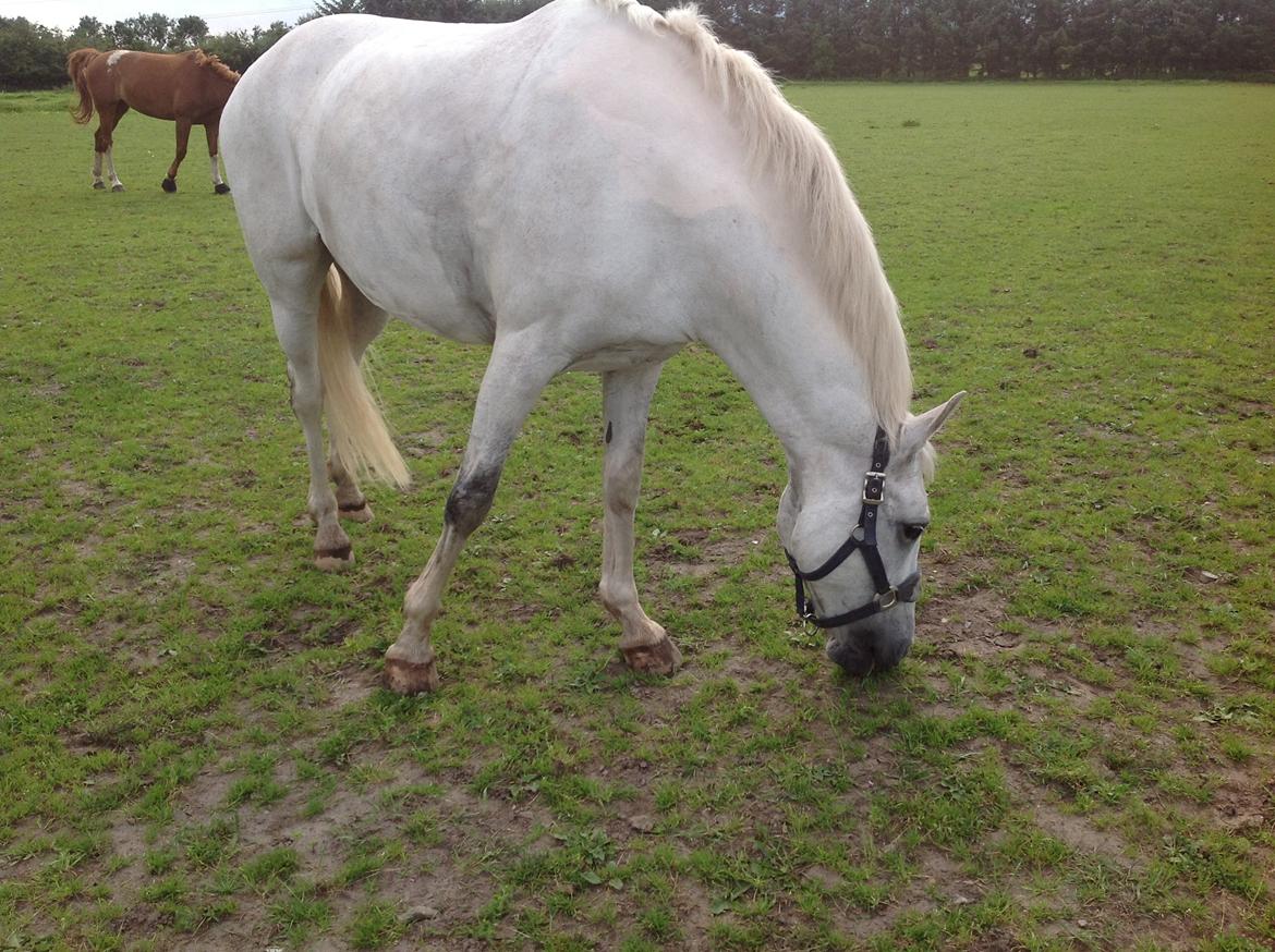 Anden særlig race Spice Girl billede 15