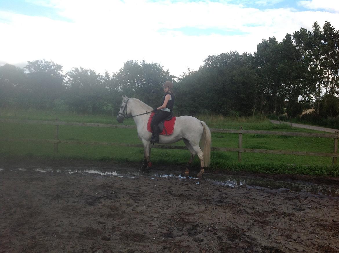 Anden særlig race Spice Girl billede 17