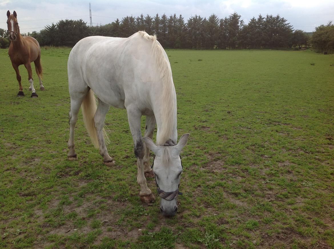 Anden særlig race Spice Girl billede 19