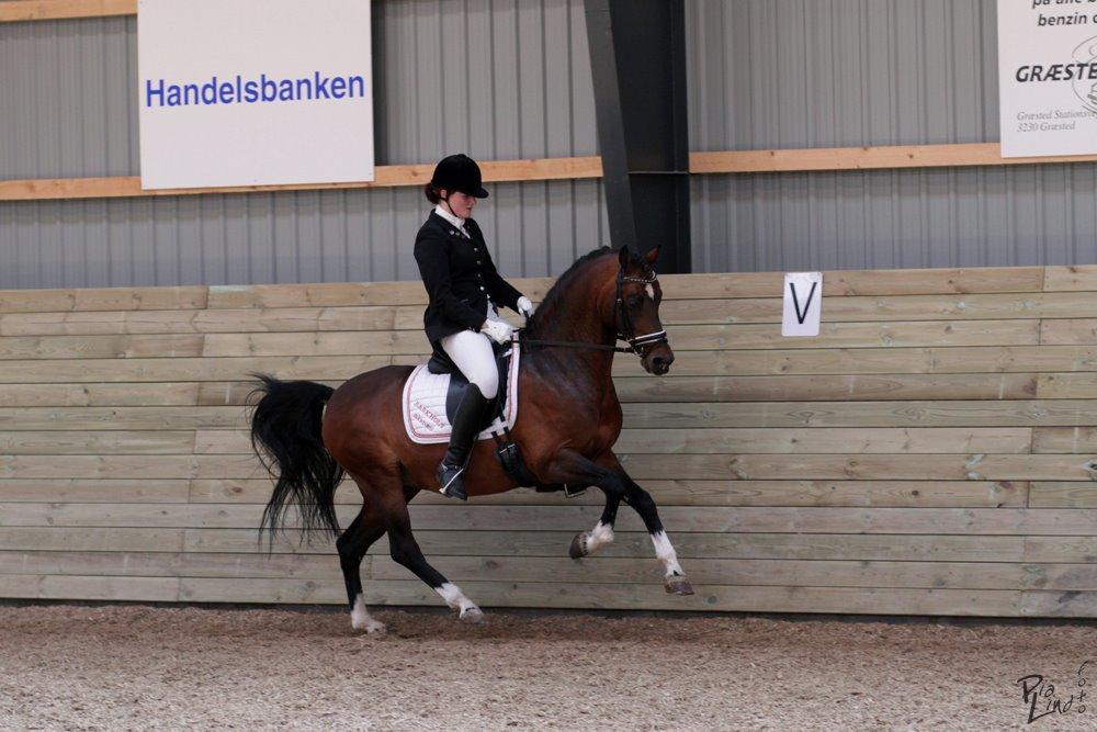 Hollandsk Sportspony Coelenhage's Purioso A-PONY billede 12