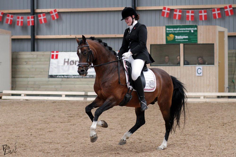 Hollandsk Sportspony Coelenhage's Purioso A-PONY billede 13