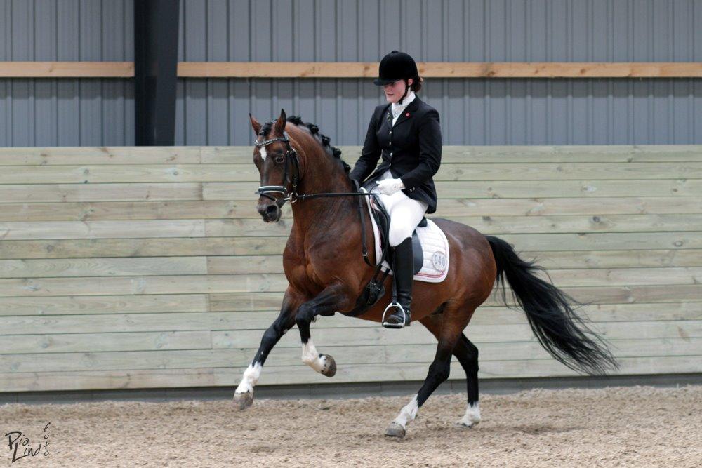 Hollandsk Sportspony Coelenhage's Purioso A-PONY billede 16