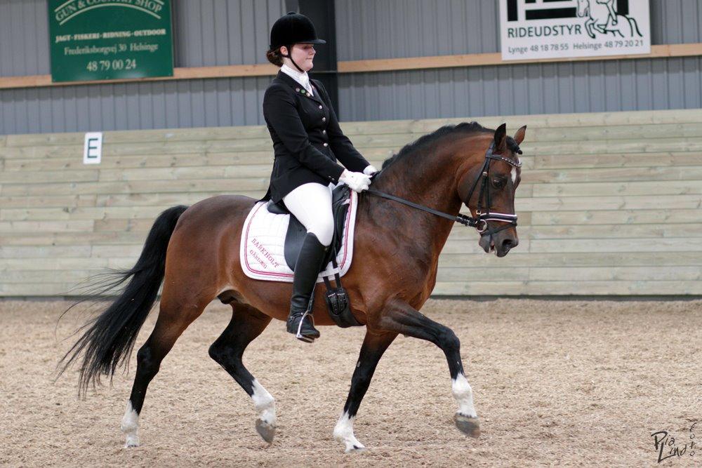 Hollandsk Sportspony Coelenhage's Purioso A-PONY billede 17