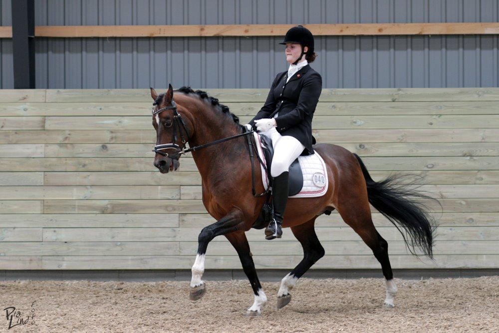 Hollandsk Sportspony Coelenhage's Purioso A-PONY billede 19