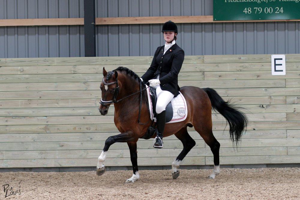 Hollandsk Sportspony Coelenhage's Purioso A-PONY billede 20