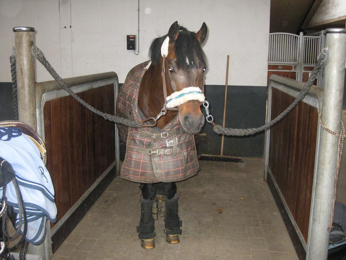 Hollandsk Sportspony Coelenhage's Purioso A-PONY billede 23