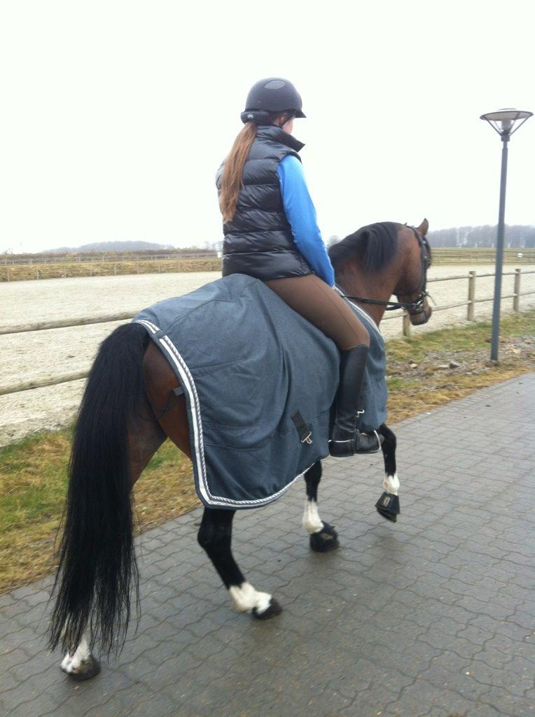 Hollandsk Sportspony Coelenhage's Purioso A-PONY billede 24