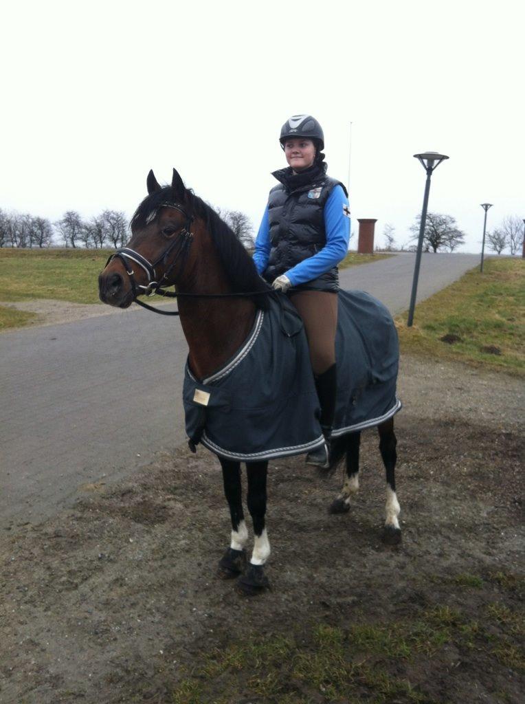 Hollandsk Sportspony Coelenhage's Purioso A-PONY billede 26