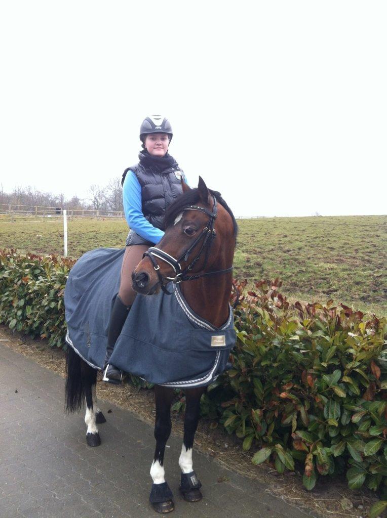 Hollandsk Sportspony Coelenhage's Purioso A-PONY billede 25