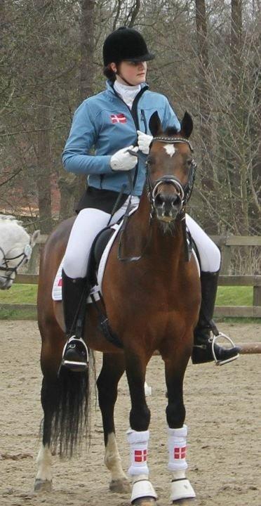 Hollandsk Sportspony Coelenhage's Purioso A-PONY billede 28