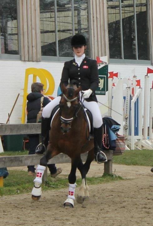 Hollandsk Sportspony Coelenhage's Purioso A-PONY billede 29