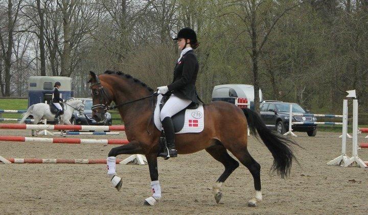 Hollandsk Sportspony Coelenhage's Purioso A-PONY billede 30