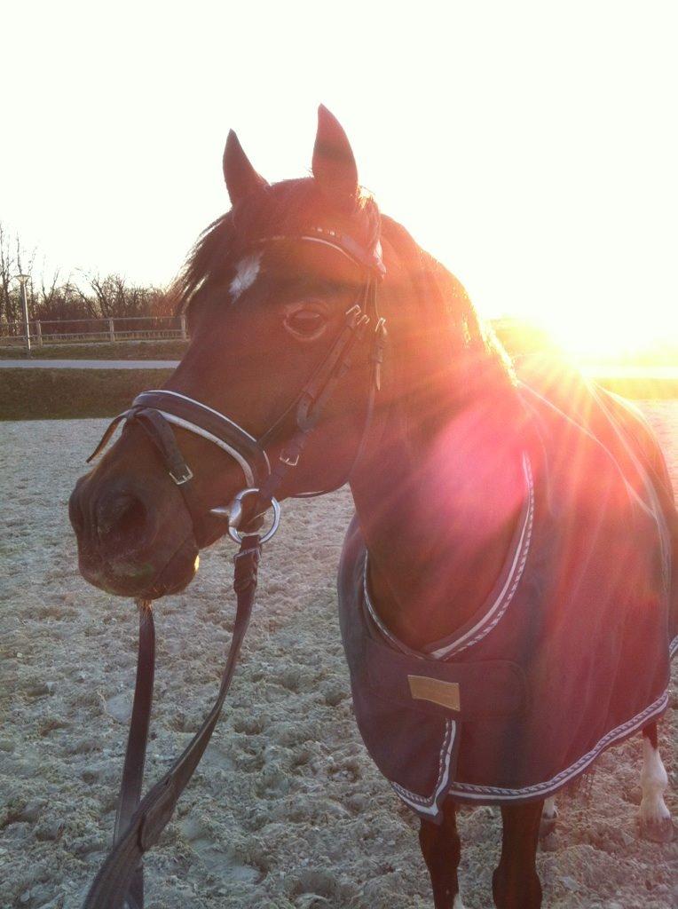 Hollandsk Sportspony Coelenhage's Purioso A-PONY billede 27