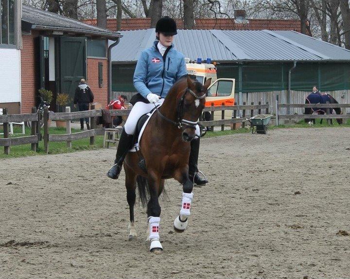Hollandsk Sportspony Coelenhage's Purioso A-PONY billede 32