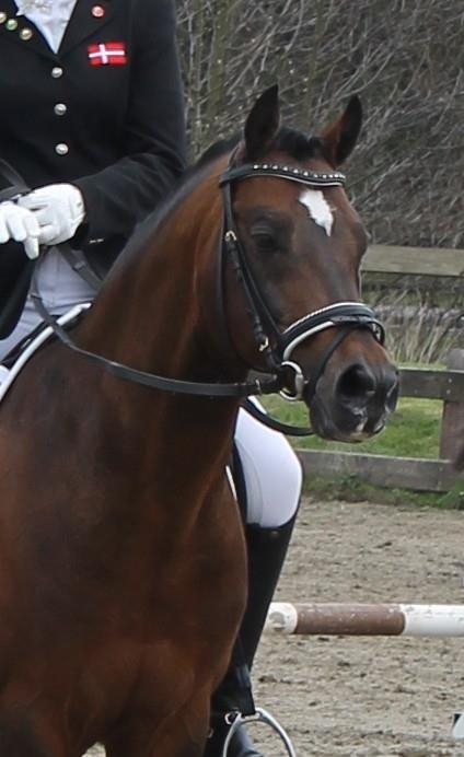 Hollandsk Sportspony Coelenhage's Purioso A-PONY billede 31