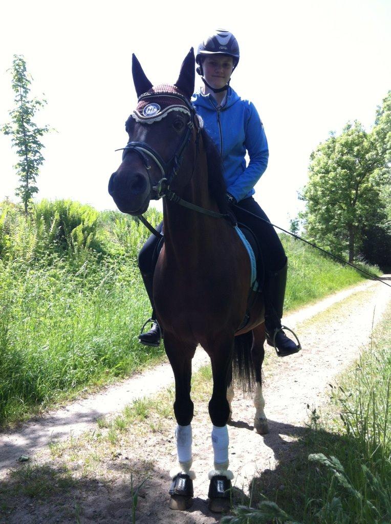 Hollandsk Sportspony Coelenhage's Purioso A-PONY billede 34