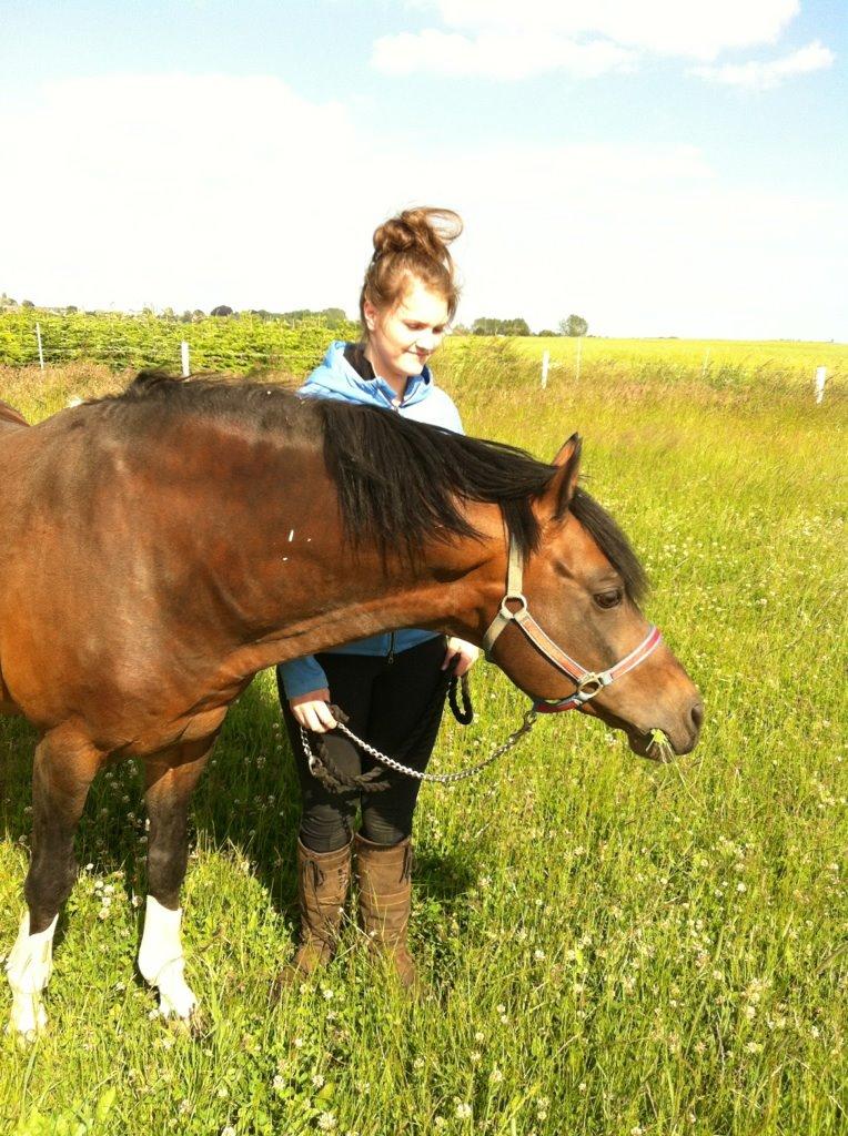 Hollandsk Sportspony Coelenhage's Purioso A-PONY billede 36