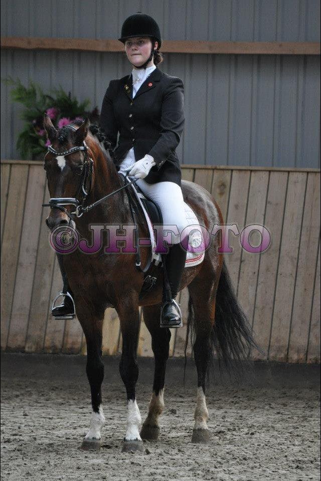 Hollandsk Sportspony Coelenhage's Purioso A-PONY billede 37