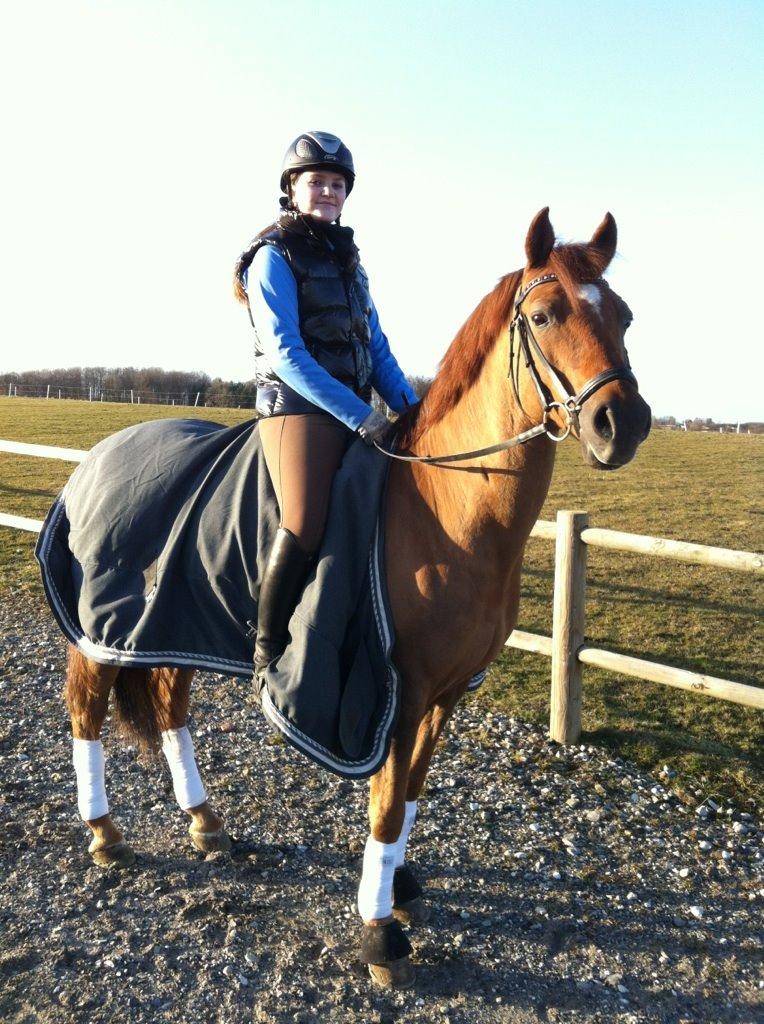 Tysk Sportspony Palermo - A-PONY billede 19