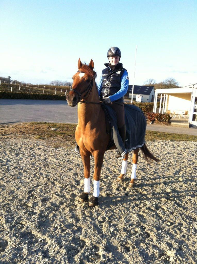 Tysk Sportspony Palermo - A-PONY billede 21