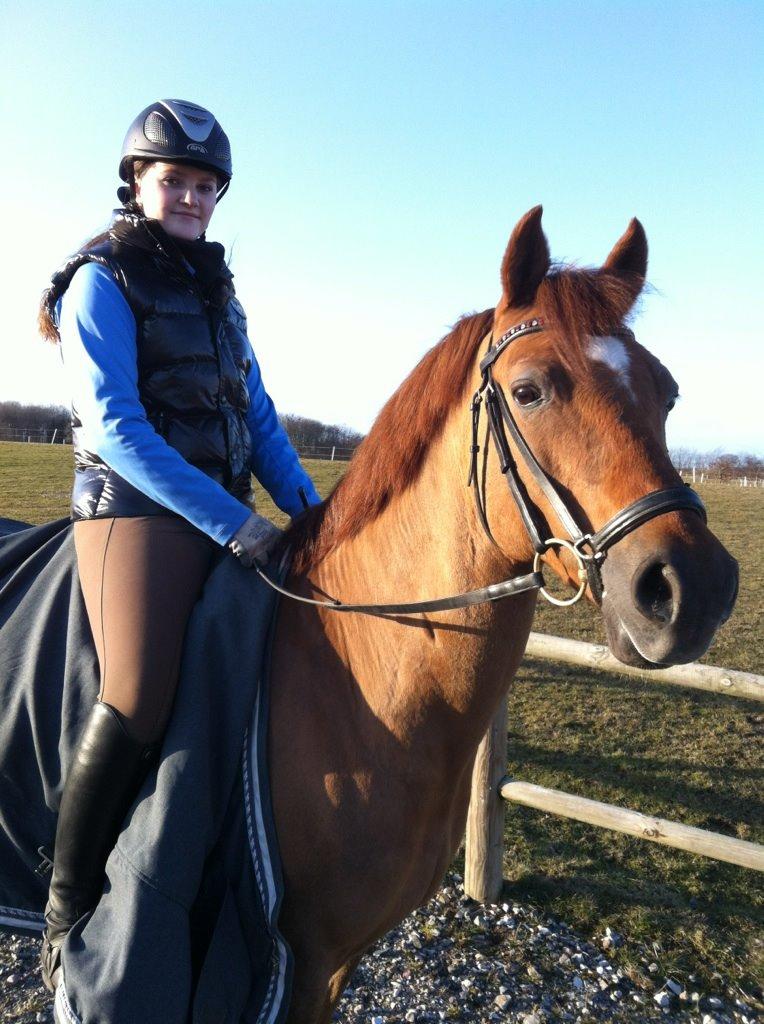 Tysk Sportspony Palermo - A-PONY billede 20