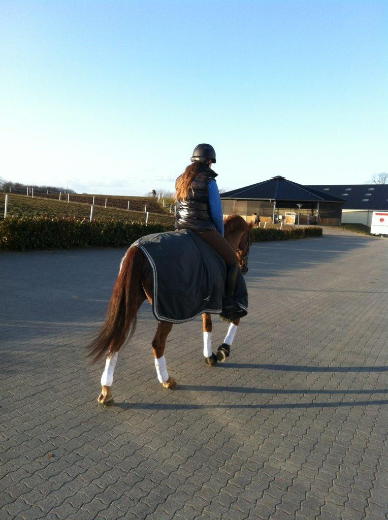 Tysk Sportspony Palermo - A-PONY billede 22