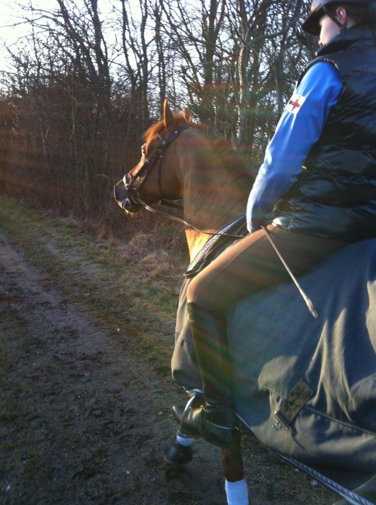 Tysk Sportspony Palermo - A-PONY billede 23