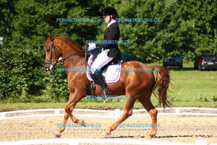 Tysk Sportspony Palermo - A-PONY billede 25