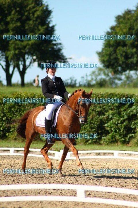 Tysk Sportspony Palermo - A-PONY billede 26