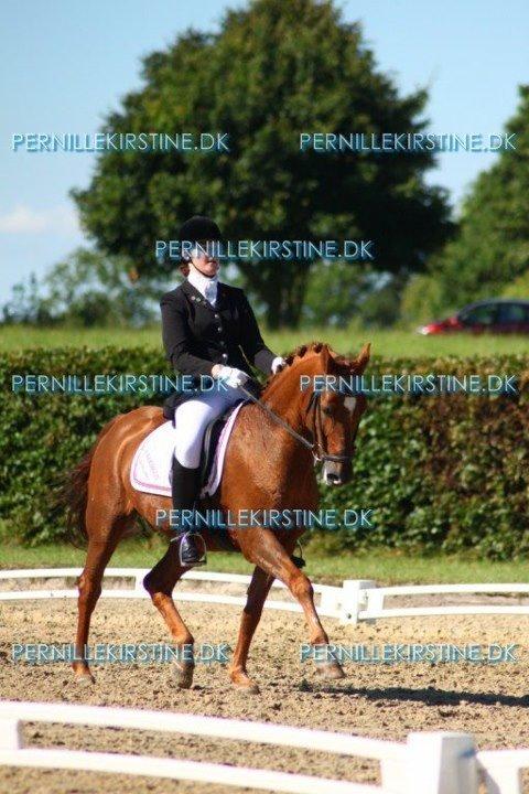 Tysk Sportspony Palermo - A-PONY billede 27