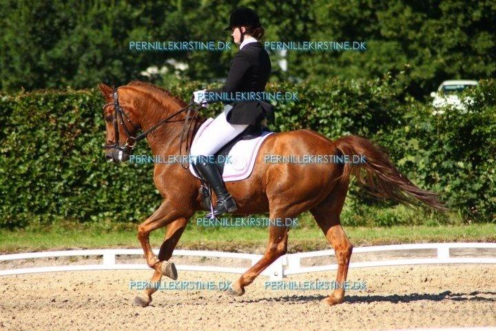Tysk Sportspony Palermo - A-PONY billede 24