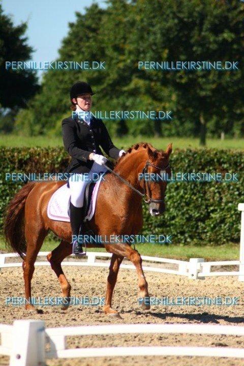Tysk Sportspony Palermo - A-PONY billede 28
