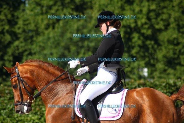 Tysk Sportspony Palermo - A-PONY billede 30