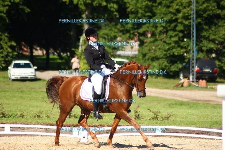 Tysk Sportspony Palermo - A-PONY billede 29