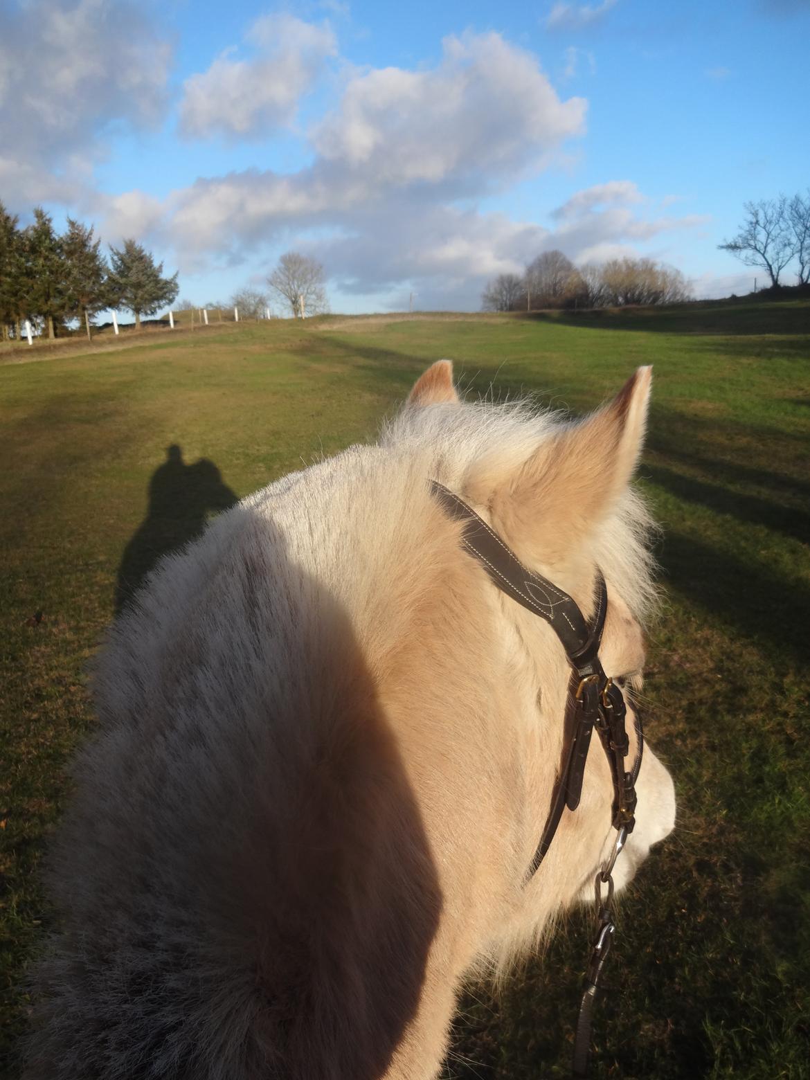 Fjordhest Oyvind møldrup - D. 17/2-14  Efter en dejlig ridetur <3 :D  billede 21