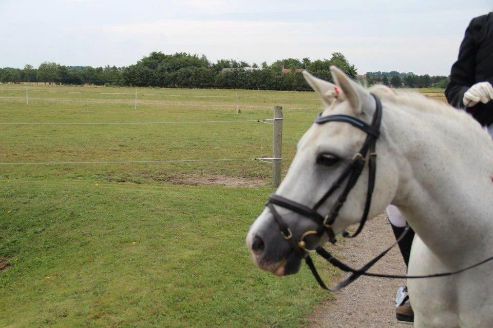Anden særlig race Boss billede 16