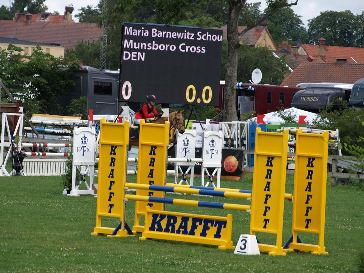 Irsk Sportspony Munsboro Cross billede 12