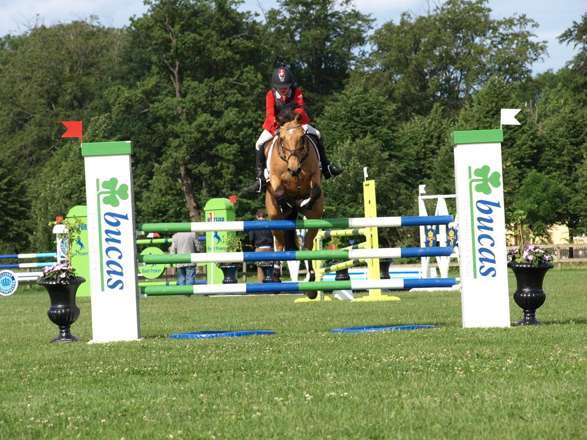 Irsk Sportspony Munsboro Cross billede 14