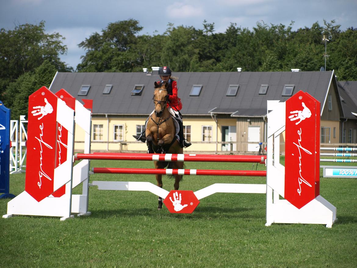 Irsk Sportspony Munsboro Cross billede 15