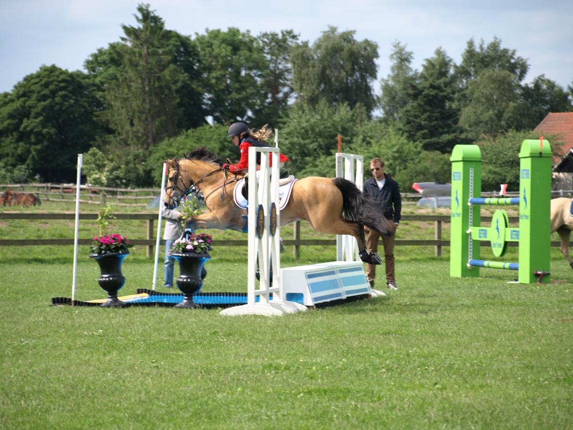 Irsk Sportspony Munsboro Cross billede 16