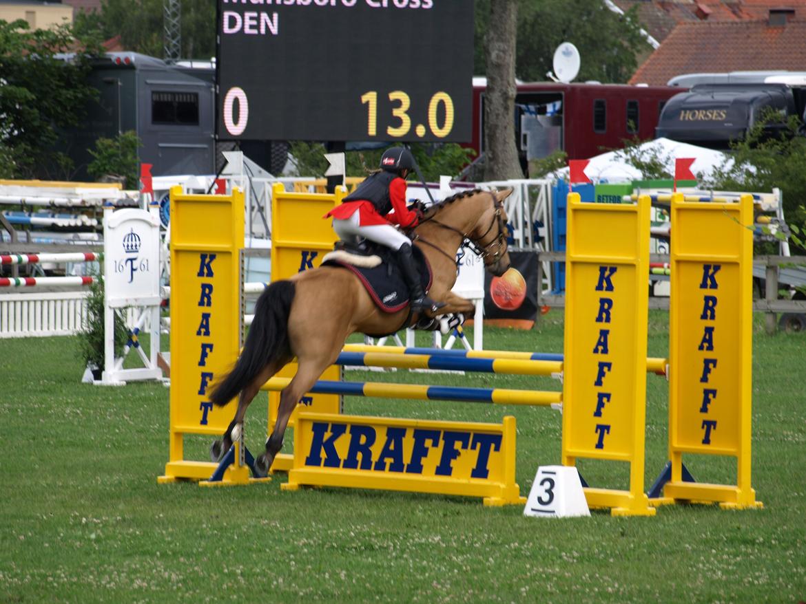 Irsk Sportspony Munsboro Cross billede 13