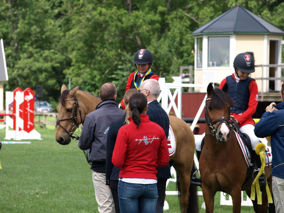 Irsk Sportspony Munsboro Cross billede 19