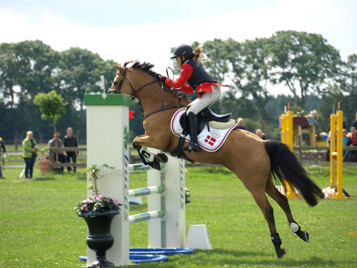 Irsk Sportspony Munsboro Cross billede 17